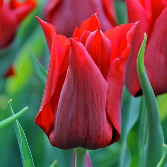 15 Red Tulip Bulbs for Fall Planting, Tulip Spring Flower Bulbs Perennial Outdoor, Colorful Blooms Groundcover Bulb