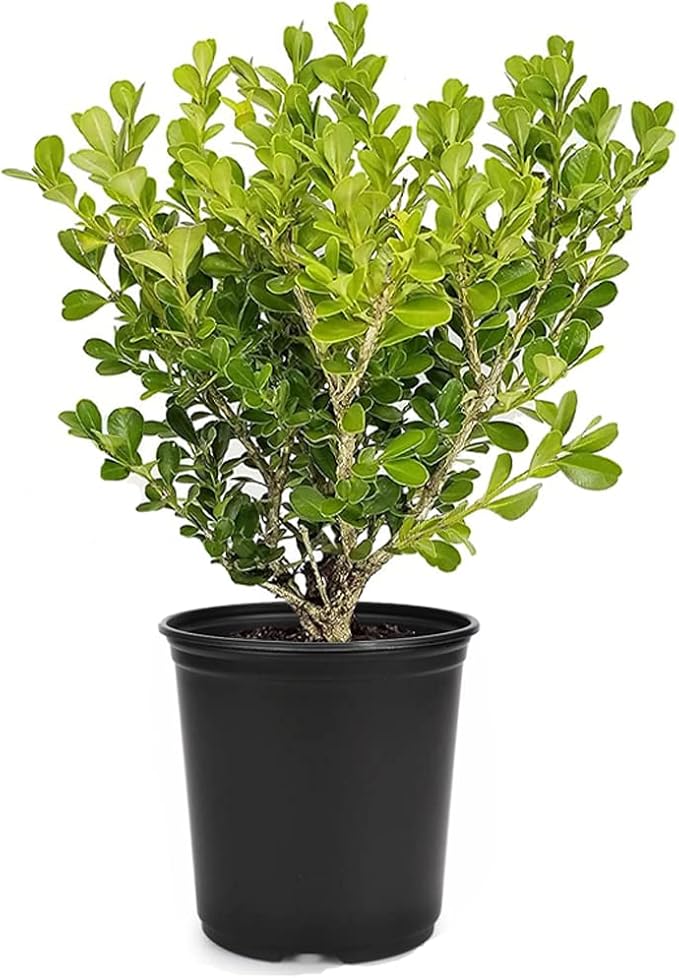 Japanese Boxwood | 10 Live 4 Inch Plants | Buxus Microphylla | Evergreen Shrub, Low Maintenance, Ideal for Hedges, Dense Foliage, Perfect for Borders, Hardy Versatile Landscaping