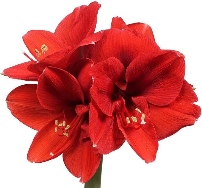Waxed Red Amaryllis Bulb - Stunning Red Blooms - No Soil or Watering Required - Effortless Growth - Perfect for Holiday Décor & Gifting