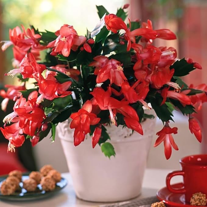 2 Red Christmas Cactus Plants Live, 4 to 7 Inch Tall Colorful Christmas Cactus, Holiday Flower Houseplant, Indoor Outdoors Easy Care Plants for Home Garden