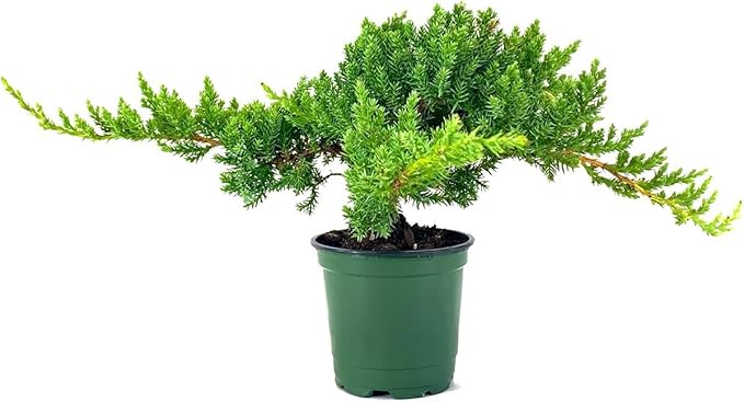 Dwarf Japanese Garden Juniper | 1 Live 4 Inch Pot | Juniperus Procumbens Nana | Drought Tolerant Evergreen Groundcover | Great Plants for Bonsai
