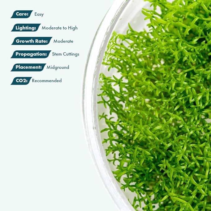SubstrateSource Live Plant - Hedyotis salzmannii - Midground Stem with Bright Green Growth, Snail-Free in Vitro Aquarium Plant - Tissue Culture