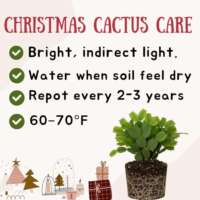 Yellow Christmas Cactus Plants Live, Size 3-6" Christmas Cactus Plant, Colorful Holiday Houseplant Flowering Succulent Live Plants for Planting, Well Rooted, No Pot