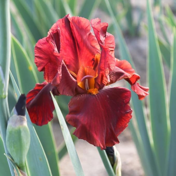 Bernie's Legacy Re-Blooming Bearded Iris Flower Rhizome - Grows Year After Year - Perennial, Fragrant & Great for Cut Floral Arrangements - Easy to Grow Fall Planting Bulbs by Willard & May