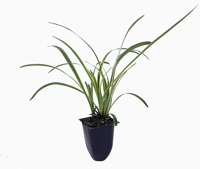Variegated Liriope | 10 Live Plants | Liriope Muscari Variegata | Ornamental Ground Cover Plants | Evergreen Foliage