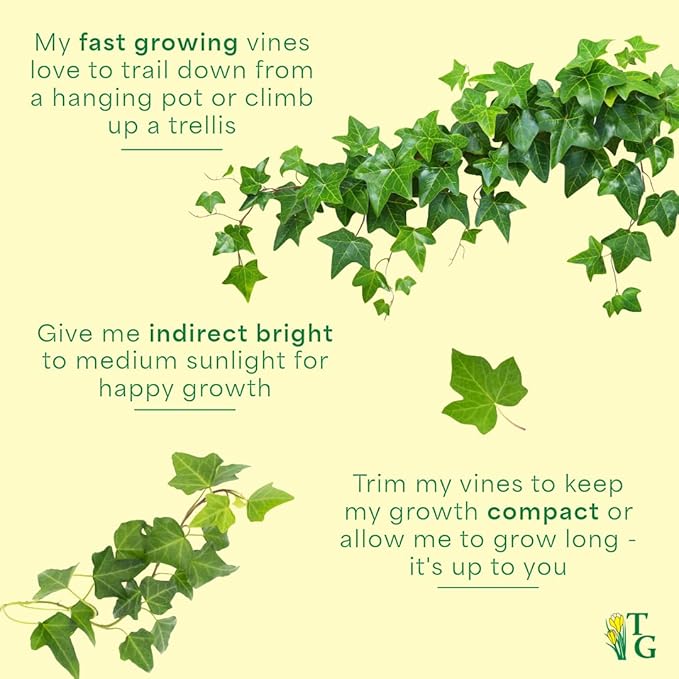 Thorsen's Greenhouse Live Green English Ivy Plant, Hedera Helix, Natural Air Purifier, Easy to Grow, Live Indoor Houseplant, 4" Diameter Pot (Brushed Silver)
