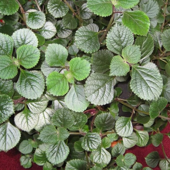 Purple Swedish Ivy Live Plants in 4'' Pot, Hardy Ivy Vine Plant for Trellis, Ground Cover, Live Indoor Houseplants
