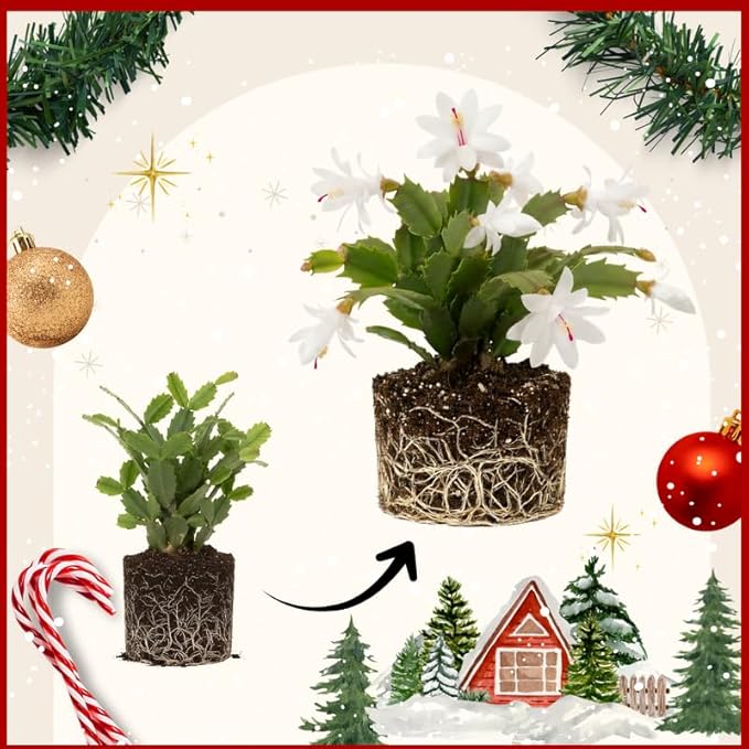 2 White Christmas Cactus Plants Live, True Thanksgiving Cactus Live Size 6-9" Inches Tall, Ready to Blooms, Holiday Houseplant, Cold Hardy, Bloom in Winter