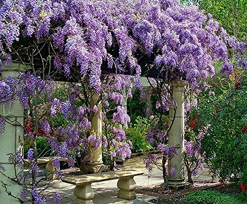 Amethyst Falls Wisteria Vine - Starter Plant (5L) (1 Live Plant)