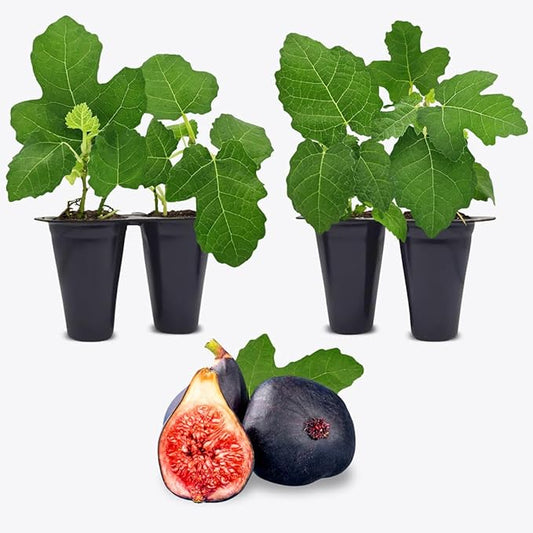 Fig Tree Black Mission Live for Sale (4 Pack) | Easy to Grow Plants | Edible Fruit Plant for Sustainable Living | Grow Your own Food on Your Edible Organic Garden| Live for Planting| 2 inch Pot
