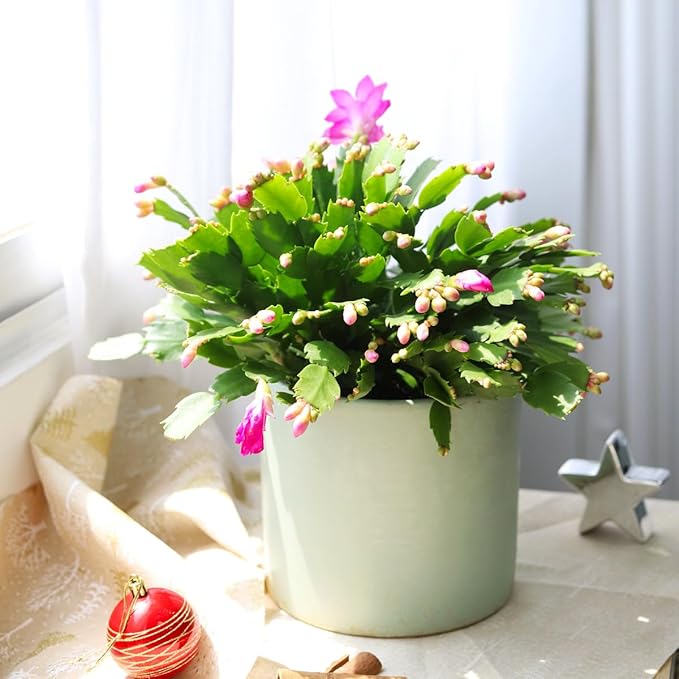 Christmas Cactus Thanksgiving Cactus (2 inch + Plastic Pot) - Red/Pink/White Zygocactus - Holiday Decorating with Cacti and Succulents - Christmas Gift Ideas 2025