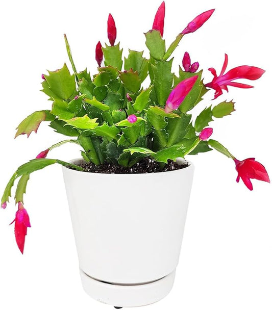 Christmas Cactus Thanksgiving Cactus (4 inch + Minimalist Pot) - Red/Pink/White Zygocactus - Holiday Decorating with Cacti and Succulents - Christmas Gift Ideas 2025