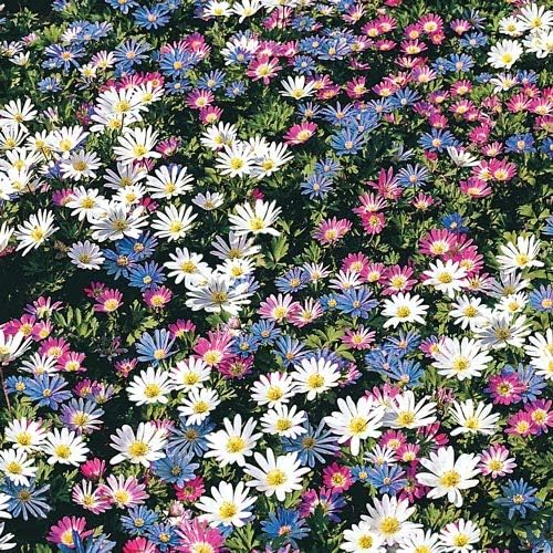 Anemone Blanda Mix Bulbs for Planting - Perennial, Attracts Bees & Showy Flowers | Blooms in Mid Spring, Easy to Grow & Maintain (100 Pack)