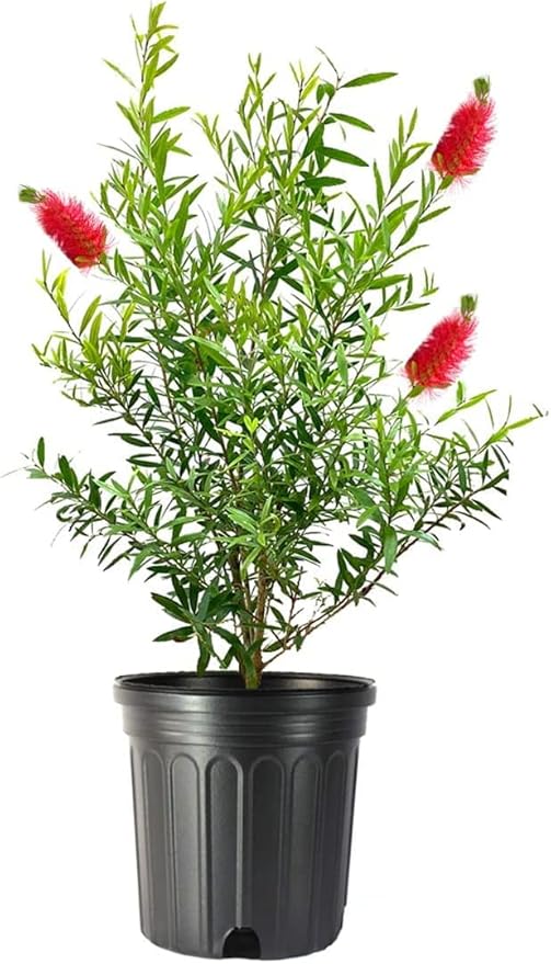 Bottlebrush Red Cluster | 3 Large Gallon Size Plants | Callistemon | Drought Tolerant Shrub, Evergreen Foliage, Vibrant Red Blooms, Low Maintenance Plant, Attracts Hummingbirds, Landscaping