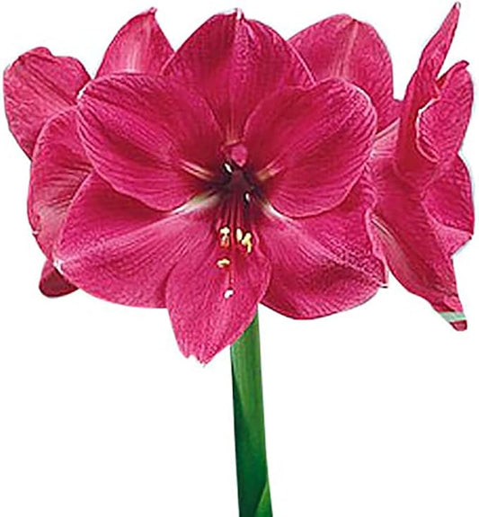 Hercules Amaryllis - Gorgeous Pink Amaryllis - Huge Bare Root Bulbs-up to 3 Stalks