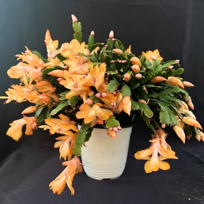 Christmas Cactus Plants Live, Thanksgiving Cactus Easter Cactus Like, 4-8 Inc Tall, Cold Hardy, Holiday Cactus for Indoor Outdoor Planting, Starter Size (Yellow)