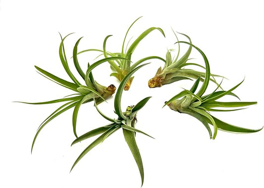 ragnaroc Air Plants - Tillandsia Capitata (Peach), Large 5-7” - 5 ct - Live Arrival Guaranteed - House Plants for Home Decor & Gift