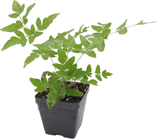 Greenwood Nursery: Live Perennial Plants - Royal Fern + Osmunda Regalis - [Qty: 2X 3.5 Pots] - (Click for Other Available Plants/Quantities)