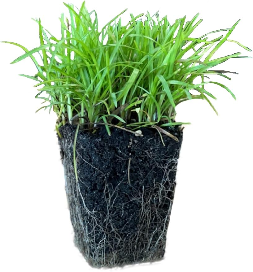 Centipede Grass Plug Tray | EZ Plug 50 Grass Plugs Per Tray