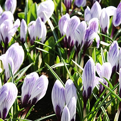 King of The Striped Crocus Flower Bulbs - 10 Bulbs per Pack - Naturalizing - Perennializing