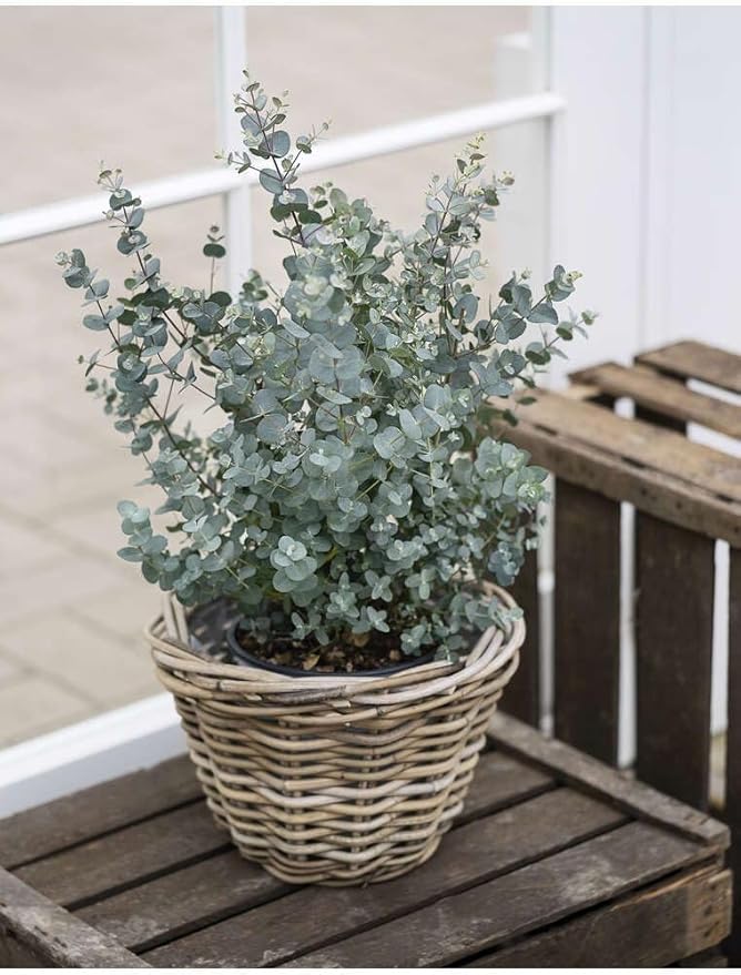 Eucalyptus Plant, Starter Eucalyptus Plant Live in 2.5" Pot, Cold Hardy, Fragrant Foliage, Ready to Grow Indoor Outdoor (Baby Blue Eucalyptus)