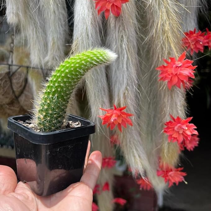 Monkey Tail Cactus Live Plant in 2" Pot, 1 Tail Houseplant for Hanging Baskets, Trailing Succulent Plants Live, Red Blooms