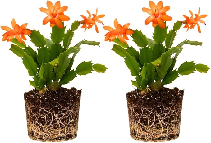 2 Live Orange Christmas Cactus Plants, Orange Christmas Cactus Plants Live, 4 to 6 Inch, Bare Root, Perennial Flower Holiday Succulent Plant, No Pot