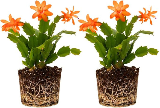 2 Live Orange Christmas Cactus Plants, Orange Christmas Cactus Plants Live, 4 to 6 Inch, Bare Root, Perennial Flower Holiday Succulent Plant, No Pot