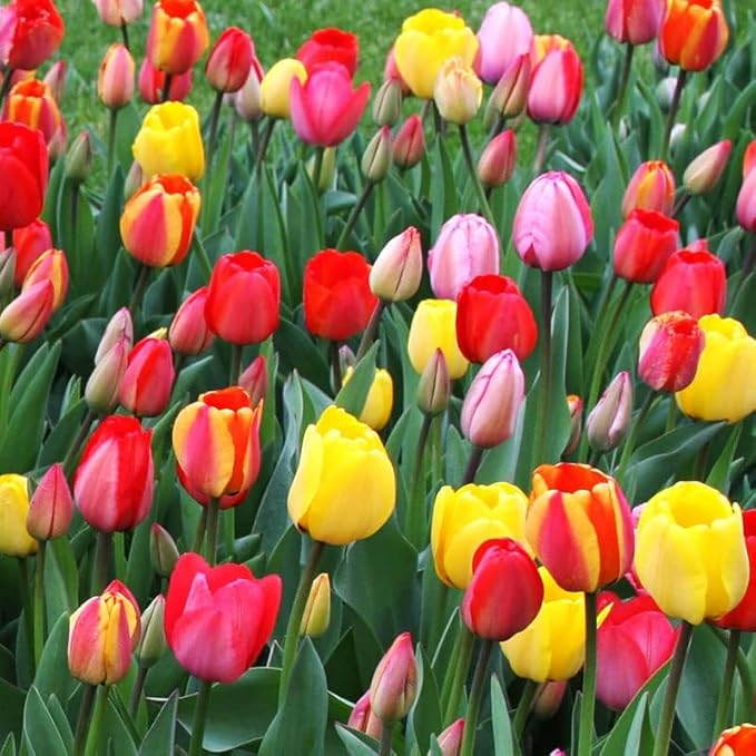 50-Pack Bulk Mixed Tulips Flower Bulbs - 50 Bulbs per Pack - Good as Cut Flowers - Perennializing - Easy to Grow Live Plants - Outdoor Garden - Pack of Colorful Spring Blooms – Fall Planting