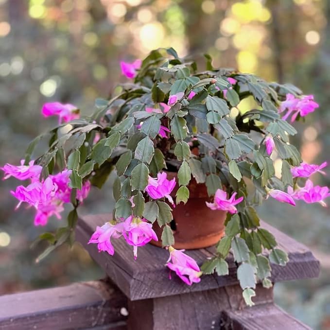 2 Live Pink Christmas Cactus Plants, Pink Christmas Cactus Plants Live, 4 to 6 Inch, Bare Root, Perennial Flower Holiday Succulent Plant, No Pot