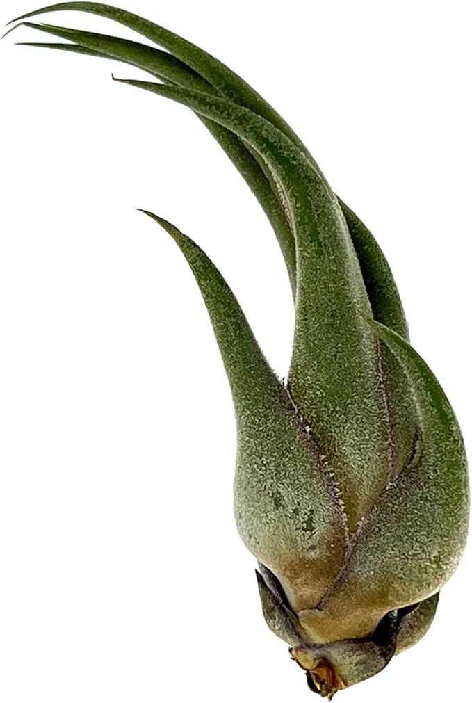 ragnaroc Air Plants - Tillandsia Seleriana, Large 4-6" - 3ct - Live Arrival Guaranteed - House Plants for Home Decor & Gift