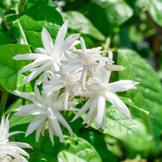 Jasmine Plants Live, Arabian Jasmine Plant Indoor, Fragrant Jasmines Flowers 4 to 7 Inch (Tropical Double)