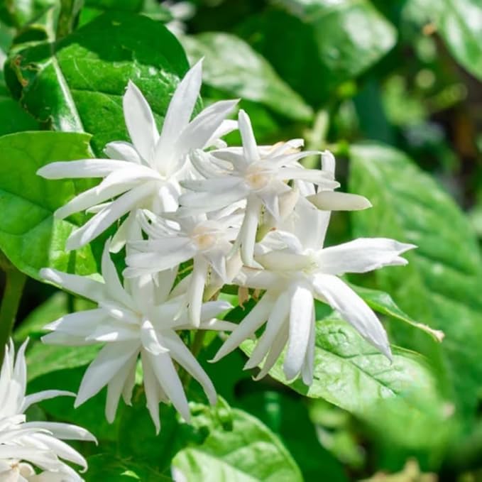 Jasmine Plant, Fragrant Jasmine Flower Vine 4-8 Inches Well Rooted for Container, Hanging Basket Growing (Common)