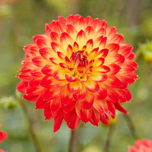 Dahlia Decorative Procyon Tubers – Stunning Large Summer Blooms, Perfect for Cutting Gardens | Pollinator-Friendly Perennial, Easy to Grow (8 Pack)