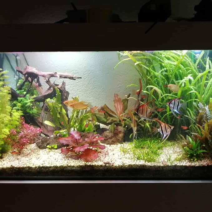 SubstrateSource Cryptocoryne Live Aquarium Plants - Freshwater Plant for Aquariums, Planted Fish Tanks - Beginner Friendly (Balansae, 3 Pots (15-20 Plants))