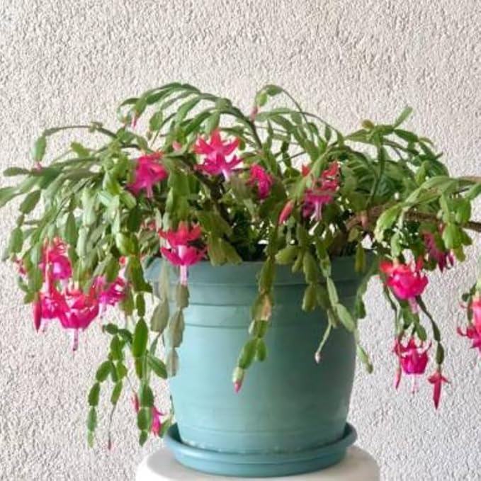 2 Christmas Cactus Plants Live, Starter Holiday Thanksgiving Cactus Plant for Indoor Outdoor Houseplants, Fasle Easter Cactus Plants Like, Cold Hardy, 5-9" in Tall, No Pot (Pink)