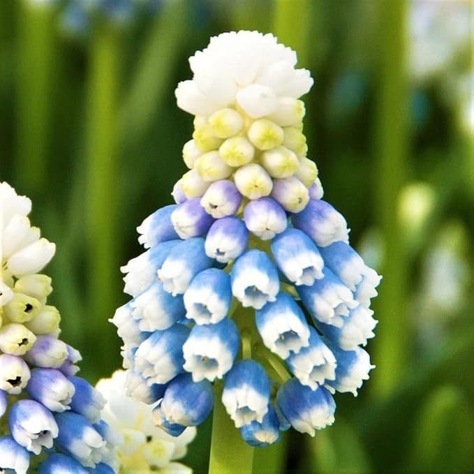 Easy to Grow Muscari Grape Hyacinth Mountain Lady 10 Plant Bulbs - Beautiful Ice Blue Flowers in Spring, Full Partial Sun Outdoor Zones 4-8