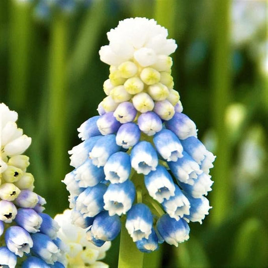 Easy to Grow Muscari Grape Hyacinth Mountain Lady 10 Plant Bulbs - Beautiful Ice Blue Flowers in Spring, Full Partial Sun Outdoor Zones 4-8