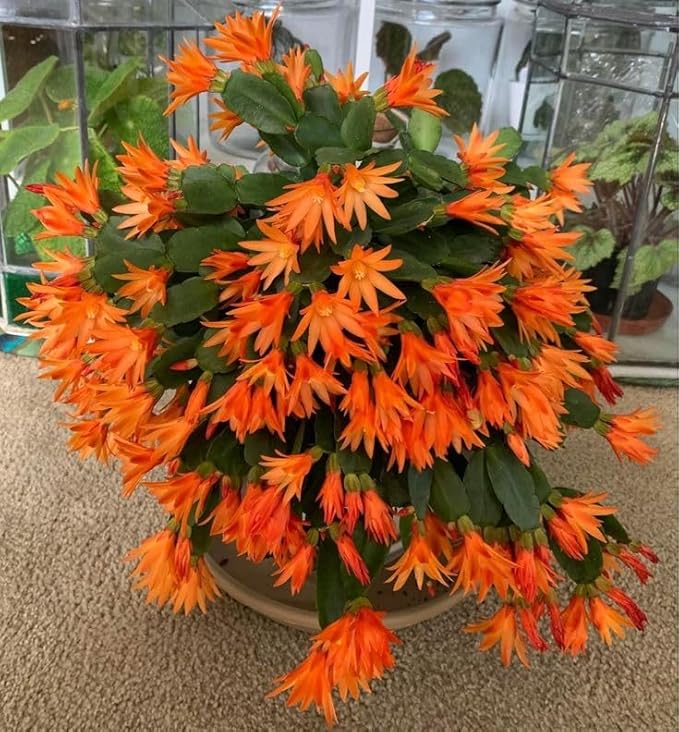 Easter Cactus Plants Live, Easter Cactus - 4 to 6 Inch Tall Houseplant Succulent Cactus Flower Plants, No Pot (Orange Flowers)