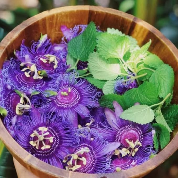 Passion Flower Plant Live, 5 to 8 Inch Tall Passiflora Vine, Fragrant Climbing Plant for Garden or Trellis, No Pot, Well-Rooted (Purple Passion Flower)