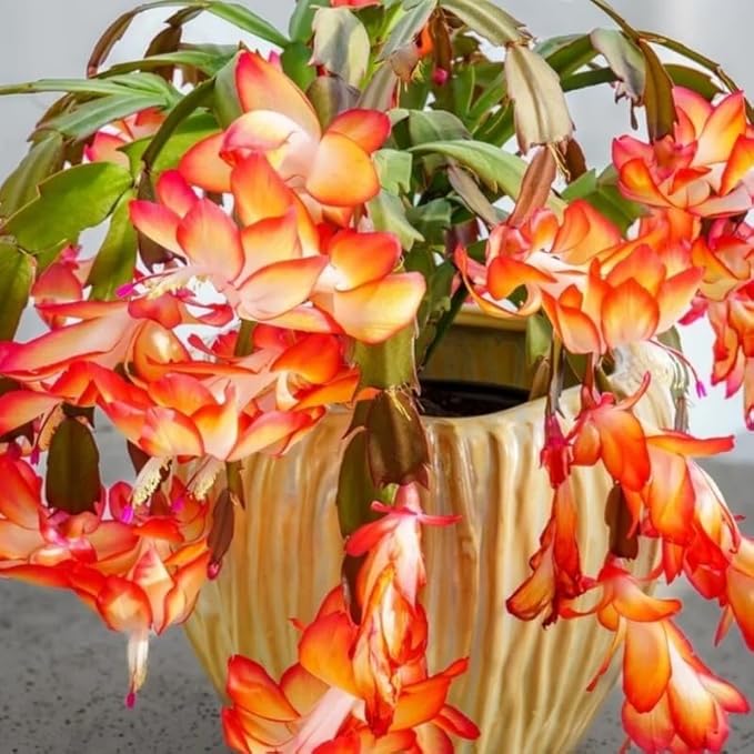 Set 2 Christmas Cactus Plants Live, Hanging Baskets Houseplants, Holiday Cactus Indoor Plants Live Well-Rooted 4-9" Tall, No Pot (Mixed)