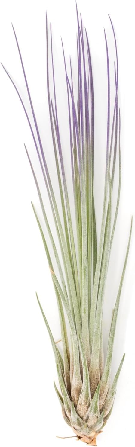 Purple Colorful Tillandsia Air Plants - Long Lasting Color Enhanced Live Tillandsia Succulent House Plants - Home and Garden Decor - Easy Care Indoor and Outdoor (Juncea, Single)