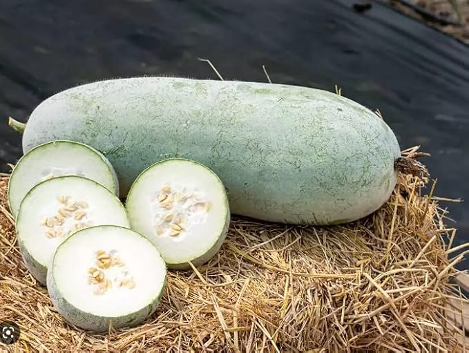 Melon Seeds for Planting (10 Seeds) - Grow Your Own Food (Wax Melon)