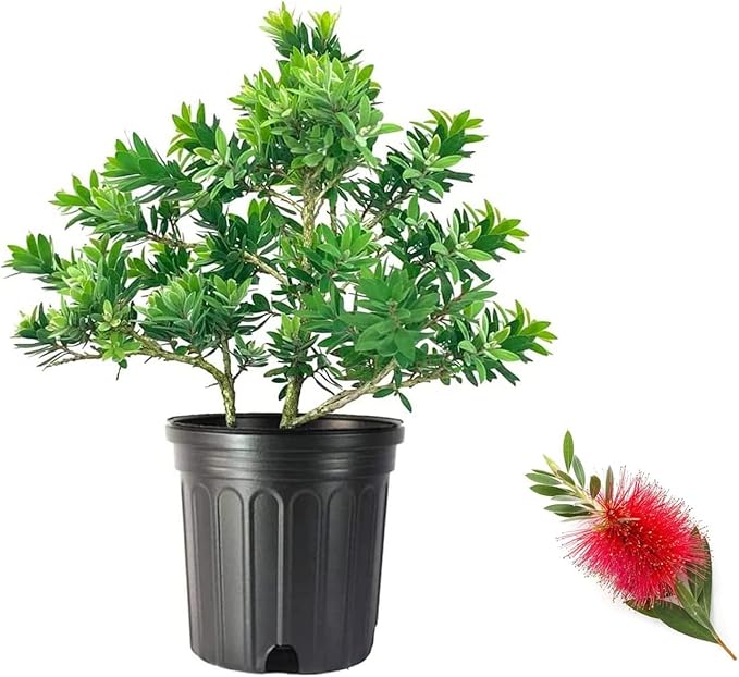 Little John Dwarf Bottlebrush | 3 Large Gallon Size Plants | Callistemon Compact Heavy Blooming Shrub