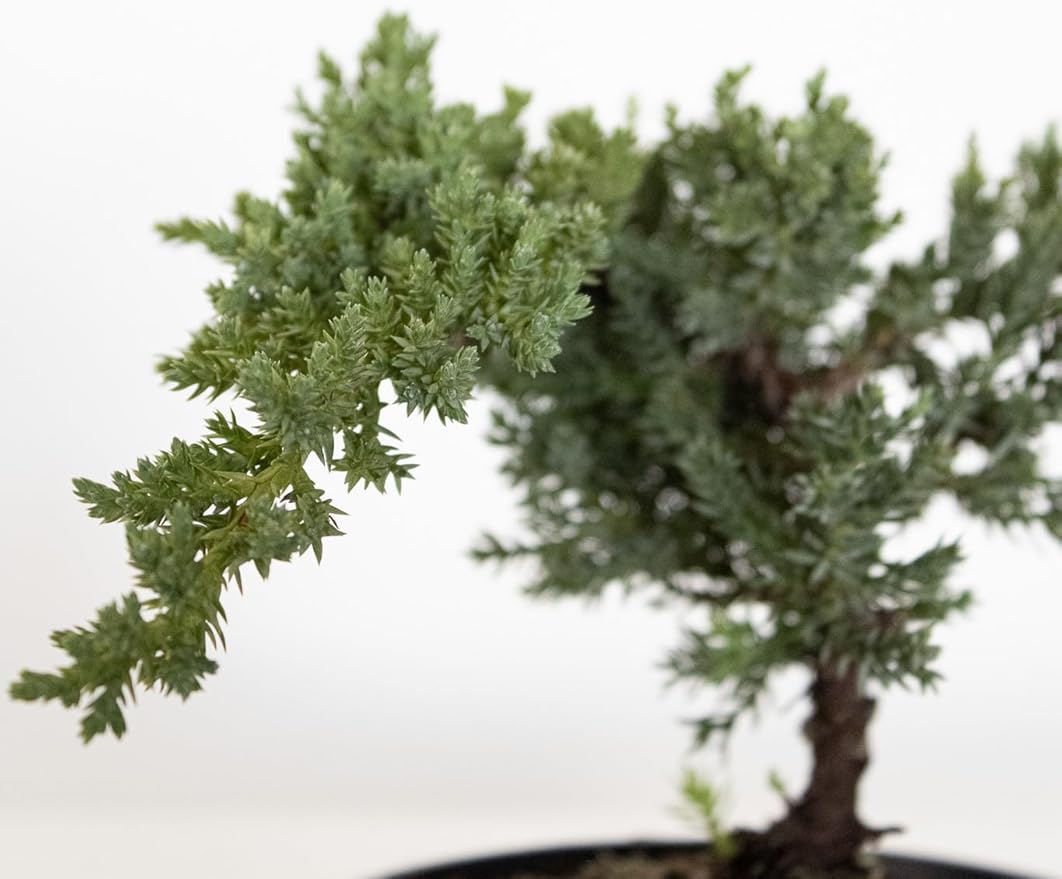 United Nursery Juniper Procumbens Nana Mini Bonsai – 6-Inch Grower Pot – 8–12” Tall – Dwarf Japanese Garden Juniper Tree – Easy-Care Evergreen Bonsai for Indoor or Outdoor Display