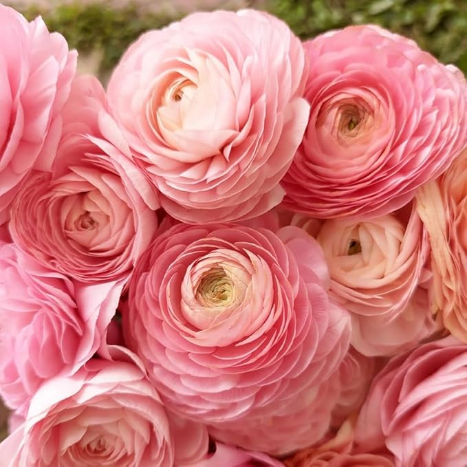 30 Ranunculus Bulbs for Fall Planting, Butterfly Ranunculus Corms, Peony Ranunculus Flower Bulbs for Garden, Vibrant Blooms in Spring (Pink Ranunculus)