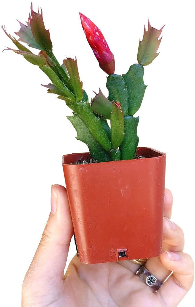 Christmas Cactus Thanksgiving Cactus (2 inch + Plastic Pot) - Red/Pink/White Zygocactus - Holiday Decorating with Cacti and Succulents - Christmas Gift Ideas 2025