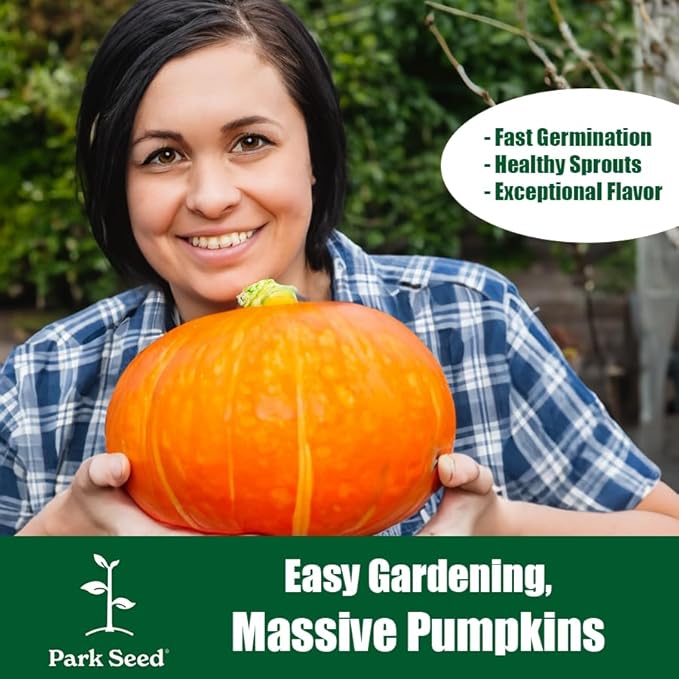 Park Seed Kandy Korn Plus Hybrid Pumpkin Seeds – Non-GMO, Miniature Deep Orange Pumpkins with Dark Green Handles, High-Yielding Bush Vines for Small Spaces, Pack of 10