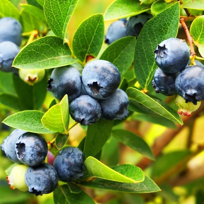 Legacy Blueberry Plant Live for Planting, 4-8 Inch Tall Starter Plant, Hardy Blueberry Bush for Garden or Patio