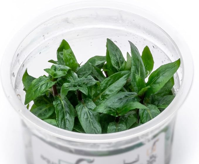 SubstrateSource Live Plant - Staurogyne Repens Tissue Culture Aquatic Live Aquarium Plant - 100% Snail Free in Vitro Cup (Staurogyne Repens)
